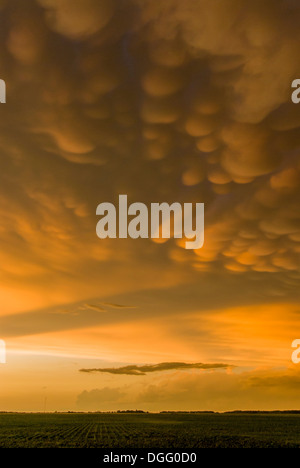 Mammatus nuages à coucher du soleil sur les champs agricoles des prairies canadiennes. Banque D'Images