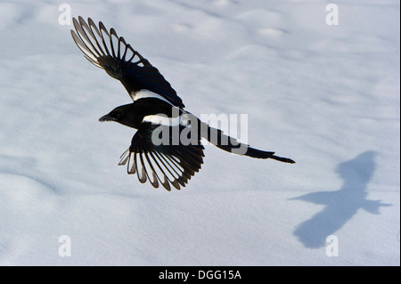 Pie bavarde et ombre sur la neige. Banque D'Images