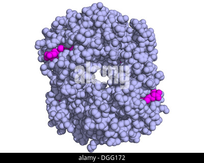 Structure chimique de l'hémoglobine (Hb) molécule protéique. Le transport d'oxygène contenant du fer protéine présente dans les globules rouges. Banque D'Images