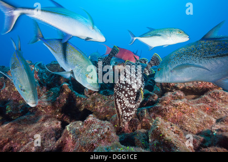 Le thon rouge de chasse et carangues basse cuir Socorro Mexique Îles Revillagigedo, Caranx melampygus Dermatolepis dermatolepis Banque D'Images