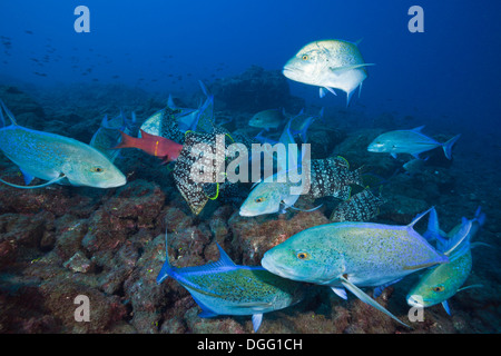 Le thon rouge de chasse et carangues basse cuir Socorro Mexique Îles Revillagigedo, Caranx melampygus Dermatolepis dermatolepis Banque D'Images