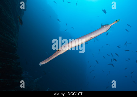 Poissons-trompette, Aulostomus chinensis, Socorro, Îles Revillagigedo, Mexique Banque D'Images