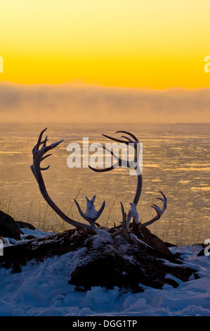 Le caribou (Rangifer tarandus) bois au lever du soleil sur la côte de la Baie d'Hudson de neige, Churchill, MB, Canada Banque D'Images