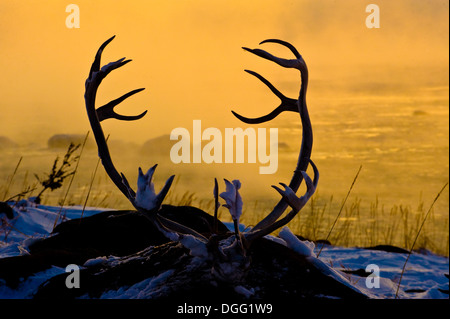 Le caribou (Rangifer tarandus) bois au lever du soleil sur la côte de la Baie d'Hudson de neige, Churchill, MB, Canada Banque D'Images