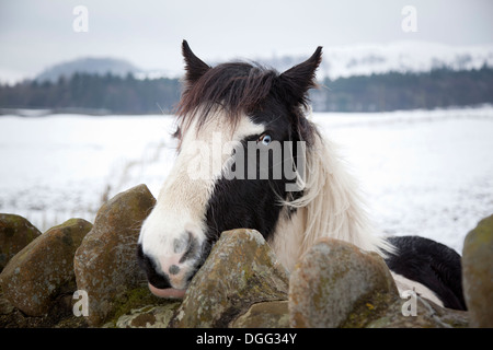 Cheval avec les yeux bleu vif à la recherche sur un mur directement dans l'appareil photo dans un paysage hivernal. Banque D'Images