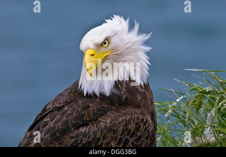 Pygargue à tête blanche (Haliaeetus leucocephalus) portrait au nid, Dutch Harbor, Unalaska, Alaska, USA Banque D'Images