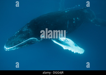 Rorqual à bosse, Megaptera novaeangliae, San Benedicto, Îles Revillagigedo, Mexique Banque D'Images