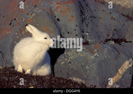 Des profils Lièvre arctique (Lepus arcticus) près de la Baie d'Hudson, région de Churchill, au Manitoba, dans le Nord du Canada Banque D'Images