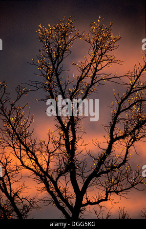 Depuis la pluie de glace sur l'arbre de chêne à gros fruits (Quercus macrocarpa) au coucher du soleil Kleefeld Manitoba Canada Banque D'Images