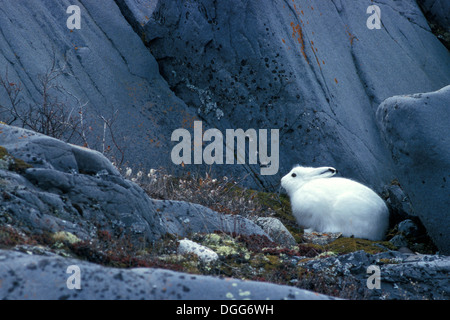 Des profils Lièvre arctique (Lepus arcticus) Banque D'Images