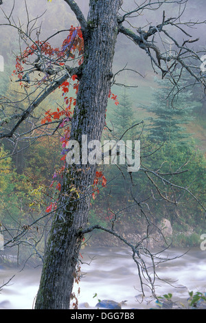 Misty brouillard automne scenic Rushing River Falls à près de Kenora (Ontario) Canada. Banque D'Images