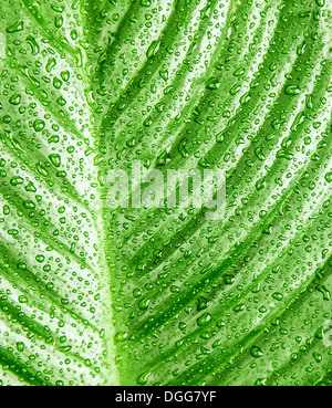 Photo de l'arrière-plan de la feuille verte avec des gouttes de rosée du matin, abstract natural toiles, libre de feuilles fraîches, de la nature détails Banque D'Images