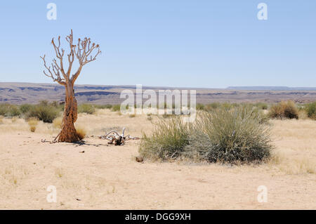 Quiver Tree morts ou Kokerboom (Aloe dichotoma), Namibie Banque D'Images