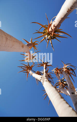 Les jeunes arbres carquois ou Kokerboom (Aloe dichotoma), Namibie Banque D'Images