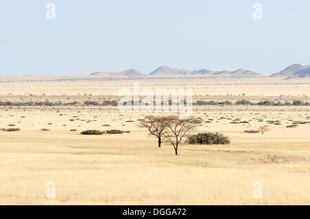 Acacia (Acacia), paysage herbeux, Namib-Wüste, Namibie Banque D'Images