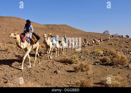 Les hommes touareg, caravane de chameaux, Sahara, Atakor, Hoggar Gebirge, Tamanrasset, Algérie Province Banque D'Images