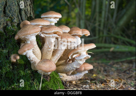 Les champignons poussant sur un arbre Banque D'Images