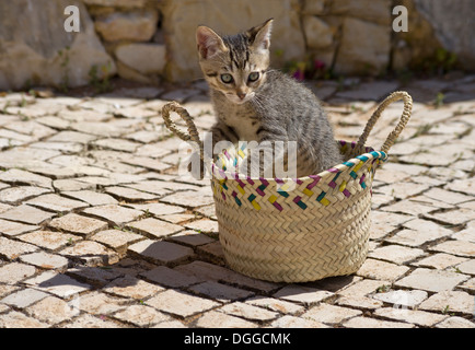 Le Portugal, l'Algarve, un tabby kitten playing dans un panier rustique Banque D'Images
