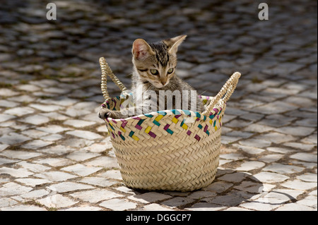 Le Portugal, l'Algarve, un tabby kitten playing dans un panier rustique Banque D'Images