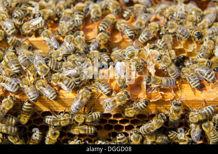 Carnica abeilles (Apis mellifera carnica) sur les cadres en bois de leurs abeilles, Nuertingen, Bavière Banque D'Images