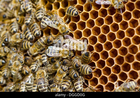 Carnica abeilles (Apis mellifera carnica) à leur en partie recouvert d'abeilles remplis de miel, Nuertingen, Bavière Banque D'Images