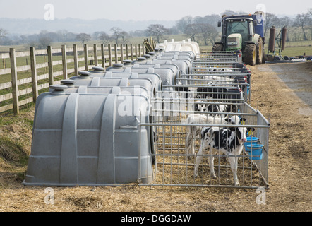 Les bovins domestiques, les veaux laitiers Holstein, debout dans les clapiers veaux en plastique sur la ferme laitière, Lancashire, Angleterre, avril Banque D'Images