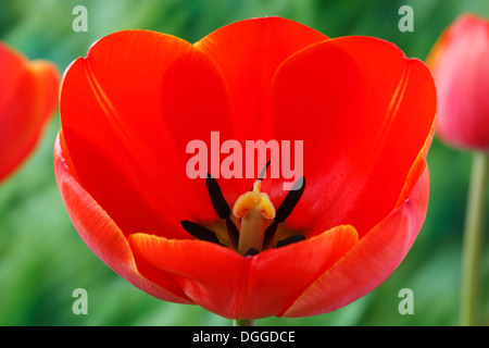 Tulipa 'ad rem' Tulip Darwin Avril Groupe hybride Banque D'Images