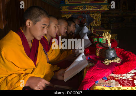 Les jeunes moines tibétains la lecture des Saintes Écritures en langue tibétaine au monastère près de Boudnath Stupa, Vallée de Katmandou Banque D'Images