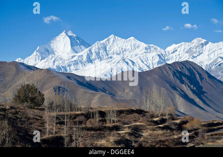 Dhaulagiri Mountain, 8167 m, les rizières en terrasse à l'avant-plan, vu de Muktinath, Muktinath, Mustang, Népal Banque D'Images