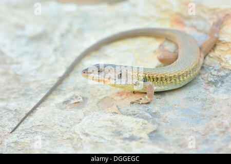 Psammodromus grand (Psammodromus algirus), femelle adulte sur un rocher, Aljezur, District de Faro, Portugal Banque D'Images