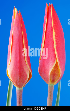 Tulipa clusiana var. chrysantha Tubergen Gem' du 'Lady tulip tulip Divers Avril Banque D'Images