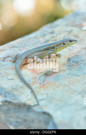 Psammodromus grand (Psammodromus algirus), femelle adulte sur un rocher, Aljezur, District de Faro, Portugal Banque D'Images