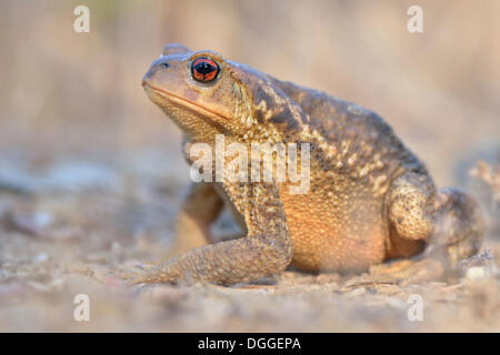 Crapaud commun (Bufo bufo spinosus), femme, l'occurrence dans le sud de l'Europe, Algarve, Portugal Banque D'Images