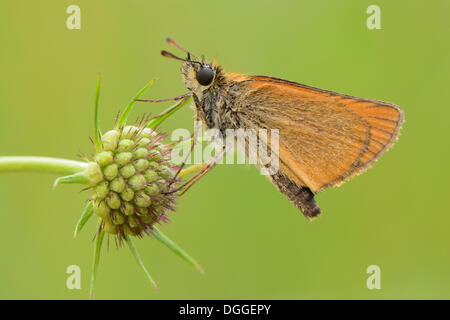 Essex Skipper ou hespérie (Thymelicus lineola), perché sur la tête d'une des graines de fleurs en coussinet (Scabiosa columbaria) Banque D'Images