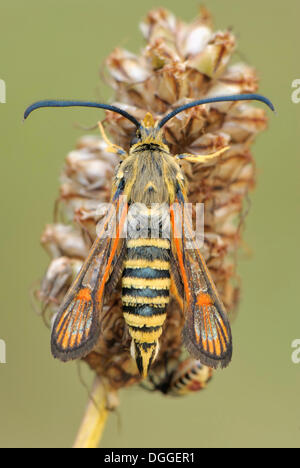 Six-Bembecia ichneumoniformis (Sésie ceinturés), perché sur une tête de semences, Valle Verzasca, Canton Tessin, Suisse Banque D'Images