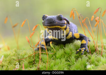 (Salamandra salamandra Salamandre de feu), adulte, sur la mousse, Dortmund, Ruhr, Rhénanie du Nord-Westphalie, Allemagne Banque D'Images