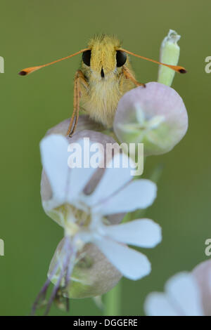 Silver-spotted Skipper, skipper de marque commune ou herbe holarctique (virgule), perché sur une vessie (Silene Banque D'Images