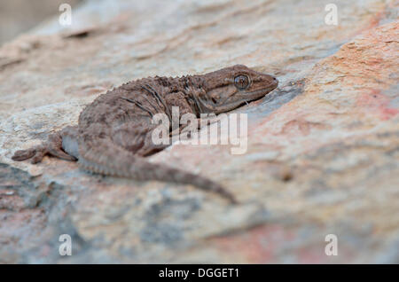 Mur mauresque Gecko (Tarentola mauritanica), des profils sur rock, Algarve, Portugal Banque D'Images