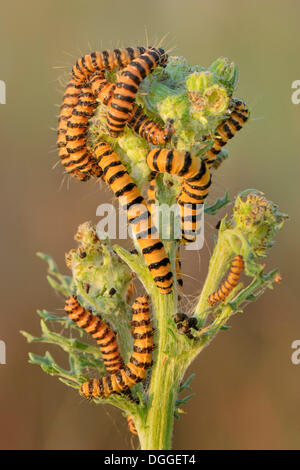 Chenille de la teigne (cinabre Tyria jacobaeae), la contamination sur une fleur, le Séneçon de Münsterland, Rhénanie du Nord-Westphalie Banque D'Images