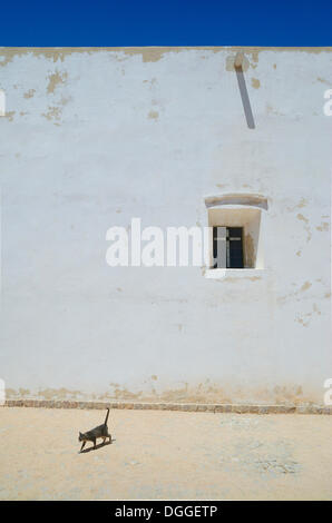 Chat marchant devant le da Nossa Senhora do Guadalupe Chapelle, Fortaleza de Sagres, Lagos, Algarve, Portugal Banque D'Images