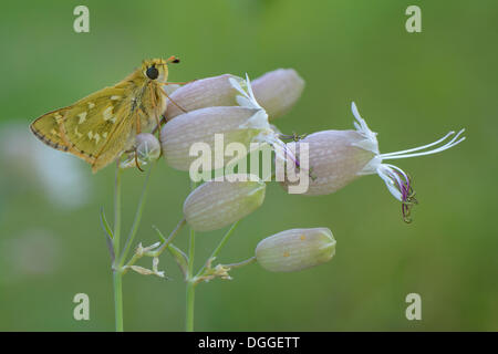 Silver-spotted Skipper, skipper de marque commune ou herbe holarctique (virgule), perché sur une vessie (Silene Banque D'Images