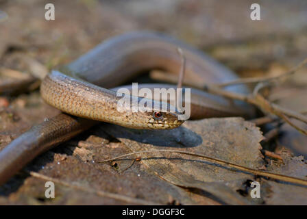 Ver lent adultes (Anguis fragilis) au soleil sur les feuilles sèches, Bricht, Isselburg, Rhénanie du Nord-Westphalie, Allemagne Banque D'Images