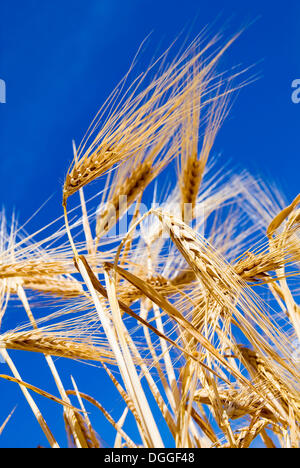 L'orge (Hordeum vulgare) contre un ciel bleu Banque D'Images