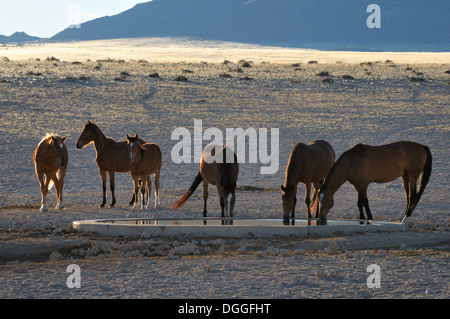 Les chevaux sauvages du Namib en Namibie, près de Garub aus. Banque D'Images