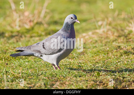 Pigeon colombin perché sur l'herbe Banque D'Images