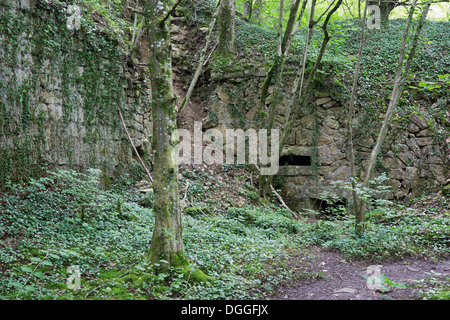 Fort de Souville envahies par la forêt Banque D'Images