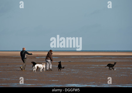 Quelques chiens sur Stiffkey beach Banque D'Images