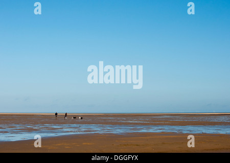 Quelques chiens sur Stiffkey beach Banque D'Images