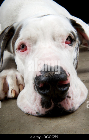 Studio portrait of great dane resting Banque D'Images