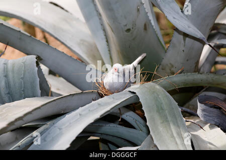La Colombe diamant (Geopelia cuneata) dans un nid, Vienne, Autriche, Europe Banque D'Images